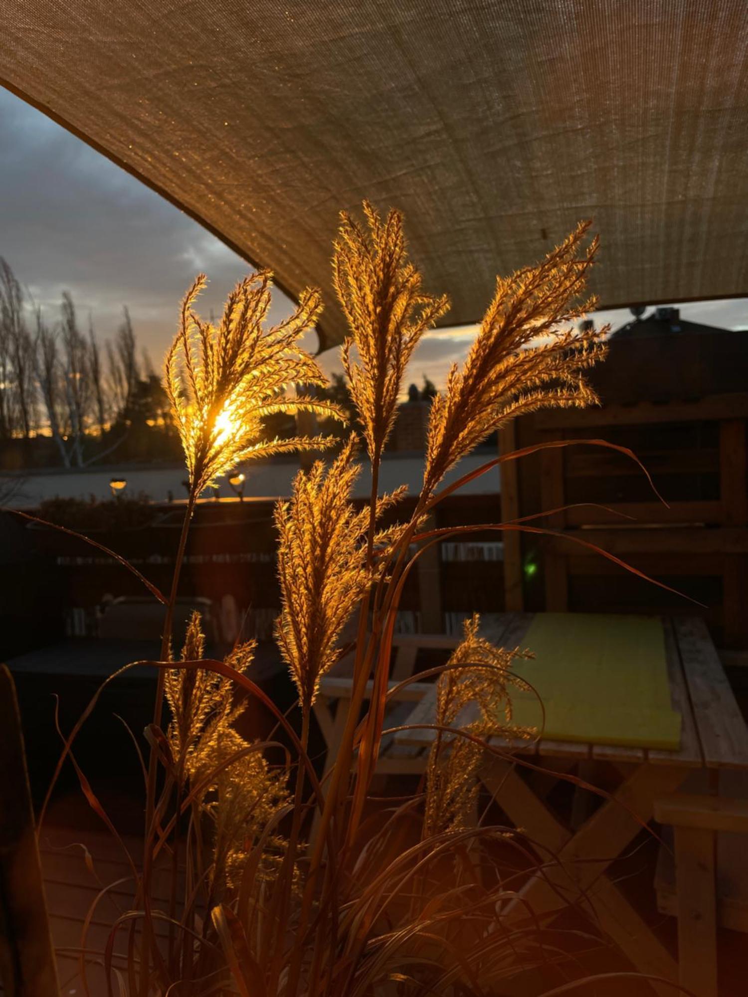 Bambus, Jungle, Dachterrasse & Bequem Bis Zentrum Radebeul Exterior photo